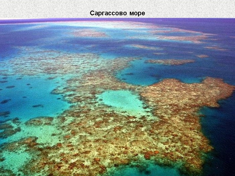 Саргассово море